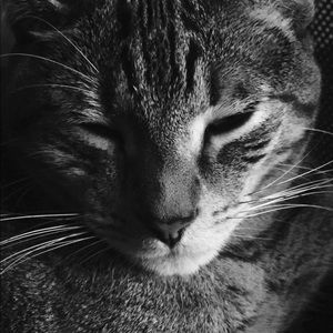 Meet your Posher, Monica